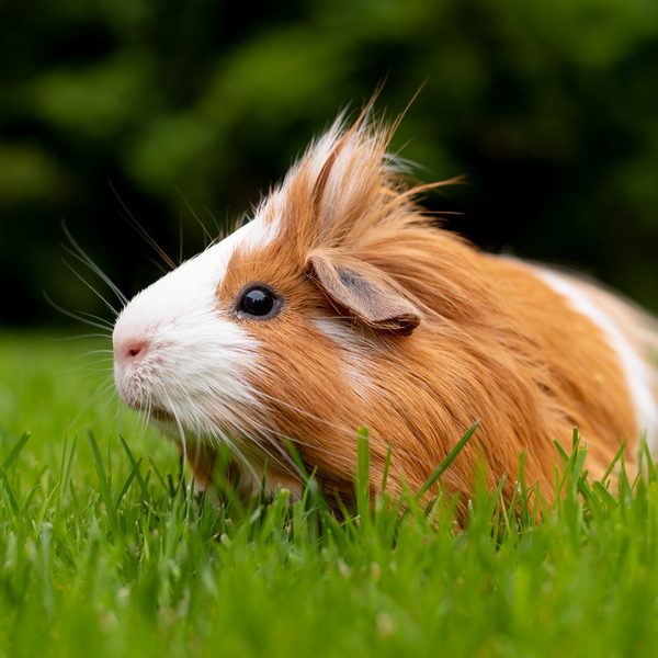 Cavia in het gras