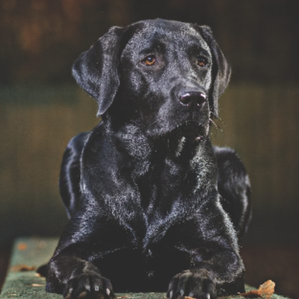 Zwarte labrador