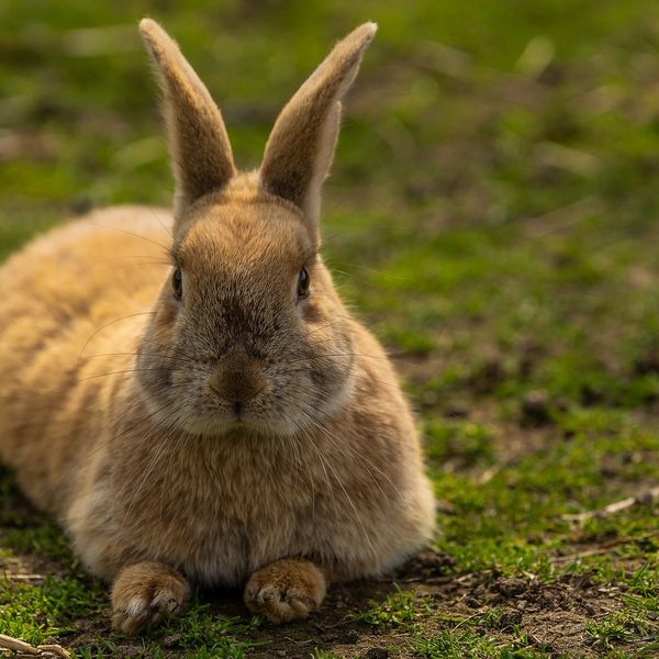 Konijn in het gras