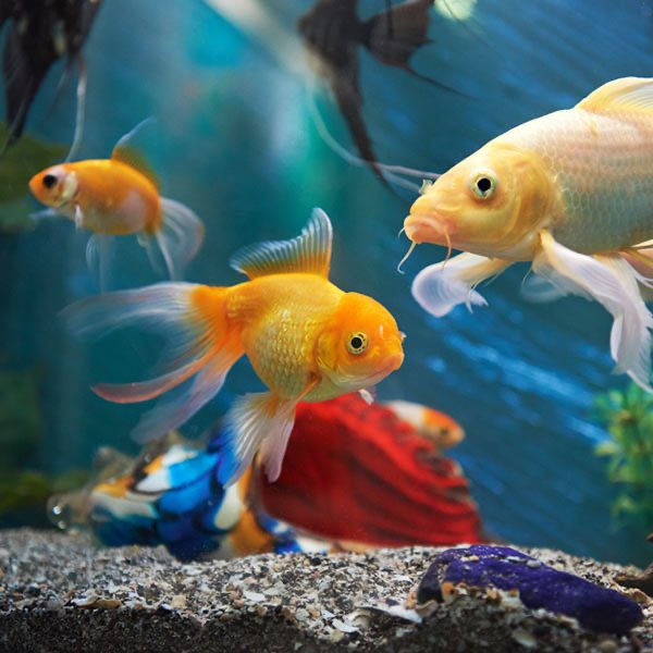 Goudvissen in het aquarium